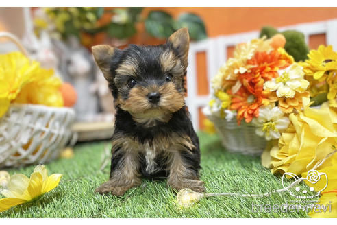 成約済の愛知県のヨークシャーテリア-215582の6枚目