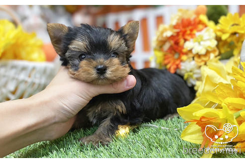 成約済の愛知県のヨークシャーテリア-215582の7枚目
