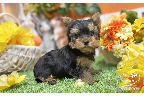 成約済の愛知県のヨークシャーテリア-215582の3枚目