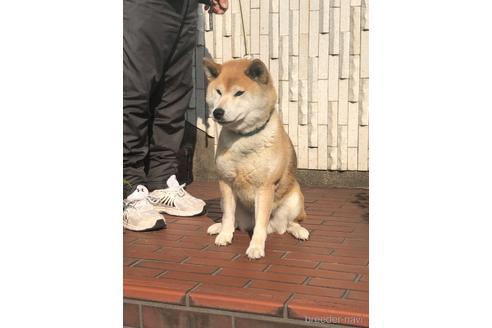 二三の狼王くん1枚目