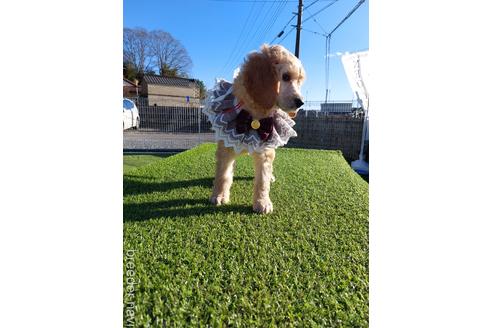 成約済の栃木県のスタンダードプードル-211719の2枚目