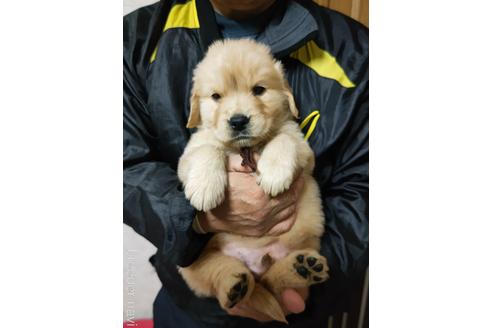 成約済の岡山県のゴールデンレトリーバー-212016の3枚目