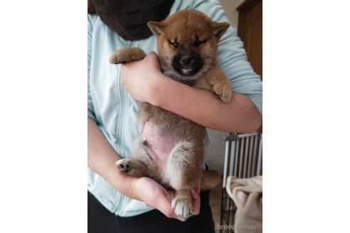 成約済の岡山県の柴犬-215604の1枚目