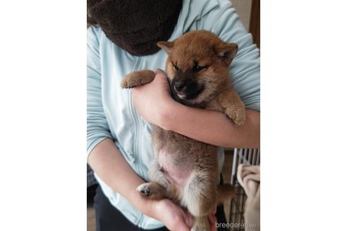 成約済の岡山県の柴犬-215604の3枚目