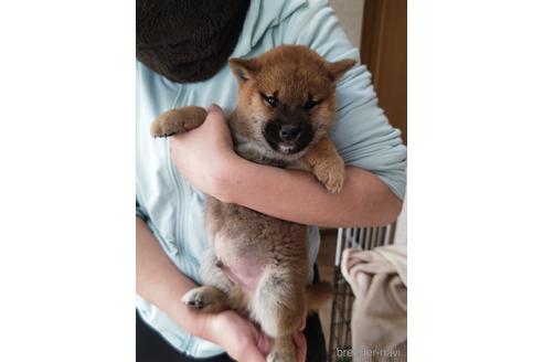 成約済の岡山県の柴犬-215604の5枚目