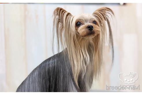 成約済の愛知県のヨークシャーテリア-215582の2枚目