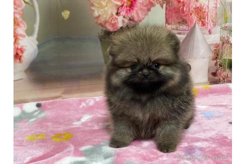 成約済の埼玉県のポメラニアン-214653の6枚目