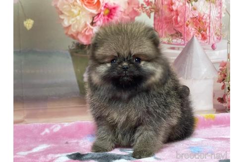 成約済の埼玉県のポメラニアン-214653の1枚目