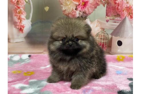 成約済の埼玉県のポメラニアン-214653の4枚目