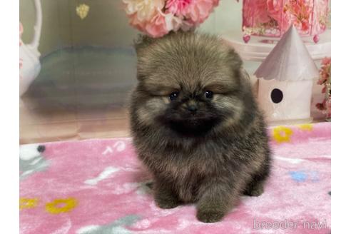 成約済の埼玉県のポメラニアン-214653の2枚目