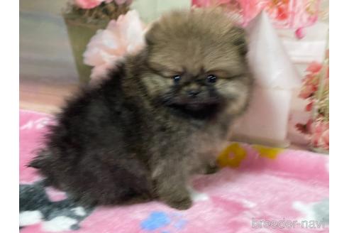 成約済の埼玉県のポメラニアン-214653の5枚目