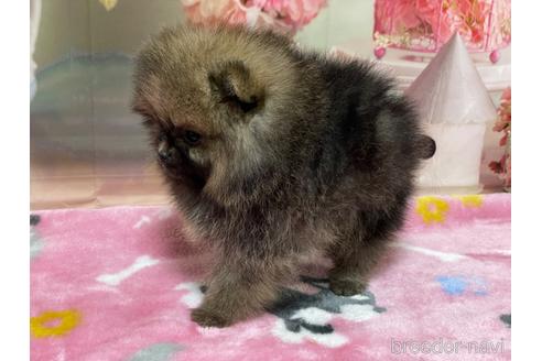 成約済の埼玉県のポメラニアン-214653の3枚目