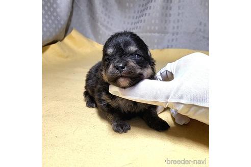 成約済の茨城県のポメラニアン-215706の15枚目