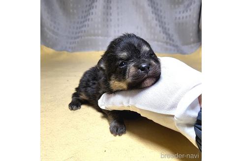 成約済の茨城県のポメラニアン-215706の11枚目