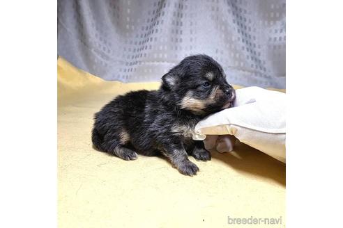 成約済の茨城県のポメラニアン-215706の14枚目