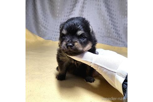 成約済の茨城県のポメラニアン-215709の4枚目