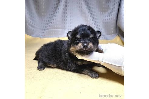 成約済の茨城県のポメラニアン-215710の10枚目