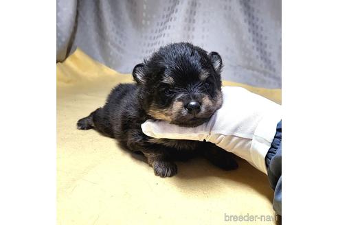 成約済の茨城県のポメラニアン-215710の7枚目