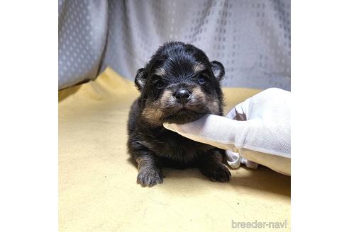 成約済の茨城県のポメラニアン-215710の8枚目