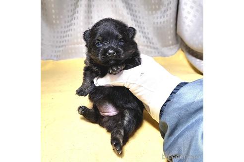 成約済の茨城県のポメラニアン-215712の1枚目