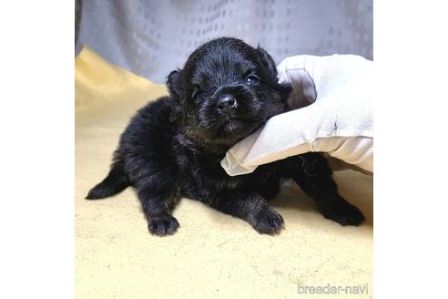 成約済の茨城県のポメラニアン-215712の2枚目