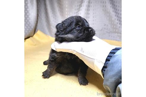 成約済の茨城県のポメラニアン-215712の3枚目