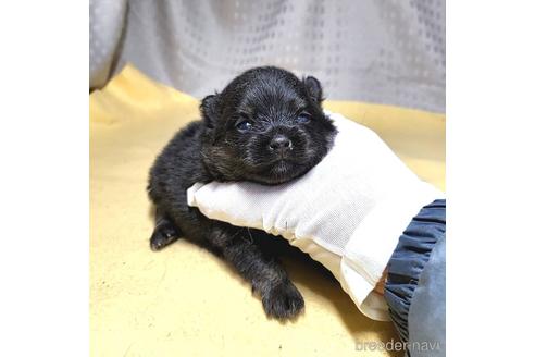 成約済の茨城県のポメラニアン-215712の4枚目