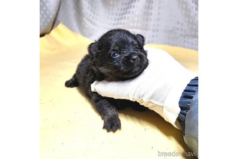 成約済の茨城県のポメラニアン-215712の5枚目