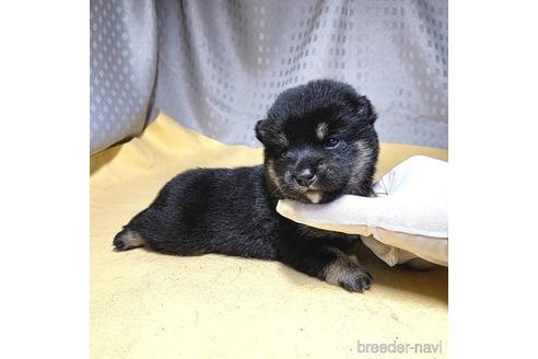 成約済の茨城県の豆柴-215714の25枚目