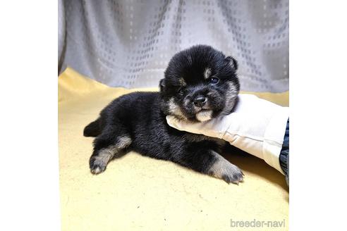 成約済の茨城県の豆柴-215715の24枚目