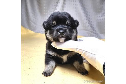 成約済の茨城県の豆柴-215716の23枚目