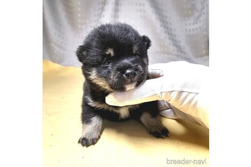 成約済の茨城県の豆柴-215716の24枚目