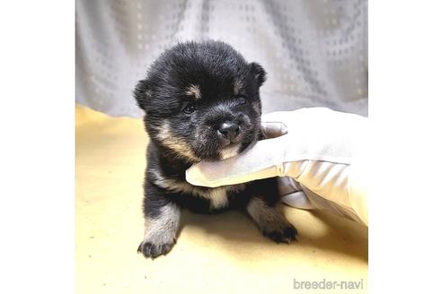 成約済の茨城県の豆柴-215716の23枚目