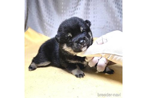 成約済の茨城県の豆柴-215716の21枚目