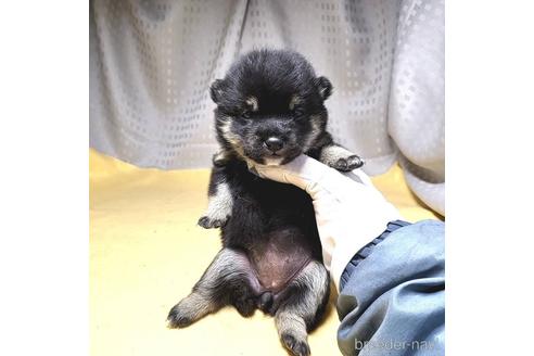 成約済の茨城県の豆柴-215716の22枚目
