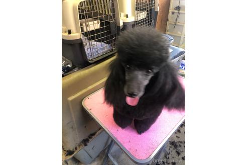 黒愛ちゃん1枚目
