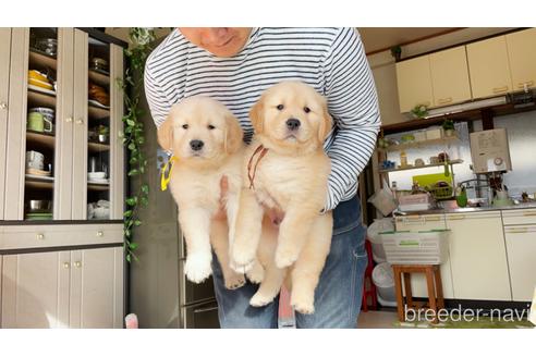 成約済の岐阜県のゴールデンレトリーバー-211908の3枚目