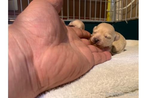 成約済の岐阜県のミックス犬-214452の22枚目