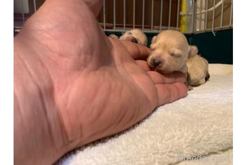 成約済の岐阜県のミックス犬-214452の20枚目