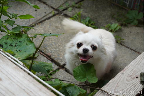 むぅちゃんちゃん1枚目