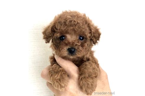 子犬