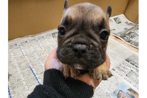 成約済の愛知県のフレンチブルドッグ-215840の1枚目