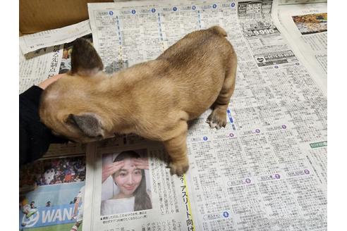 成約済の愛知県のフレンチブルドッグ-215840の8枚目