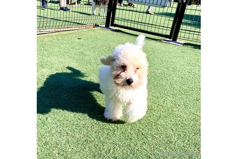 成約済の東京都のミックス犬-194278の3枚目