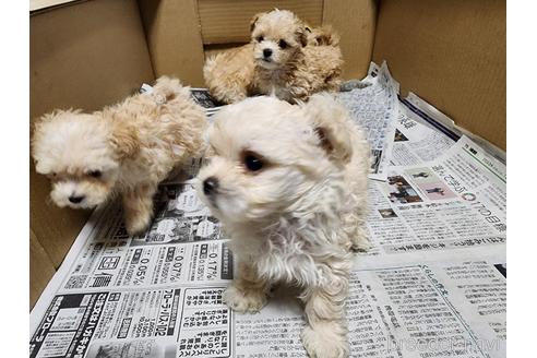 成約済の愛知県のマルプー:マルチーズ×トイプードル-211838の8枚目