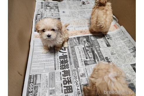 成約済の愛知県のマルプー:マルチーズ×トイプードル-211838の3枚目