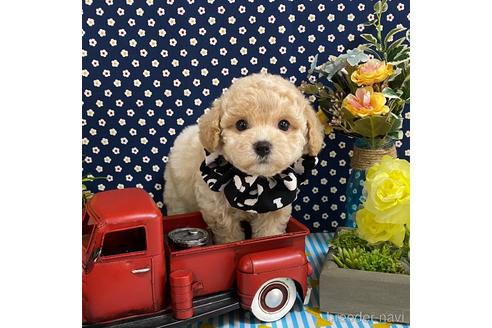 成約済の広島県のミックス犬-215895の3枚目