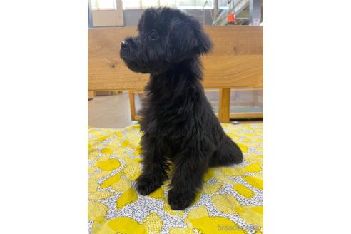 成約済の大阪府のミックス犬-215898の9枚目