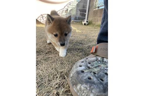 成約済の香川県の豆柴-213026の3枚目