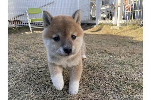 成約済の香川県の豆柴-213026の1枚目